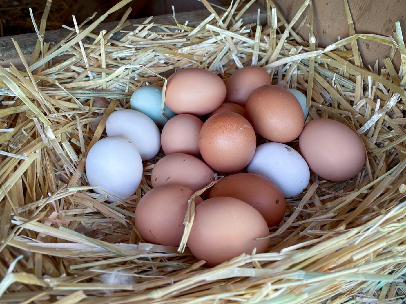 chicken roosts in ca