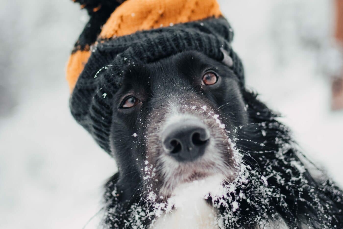 how to winterize my doh kennel for winter in wa