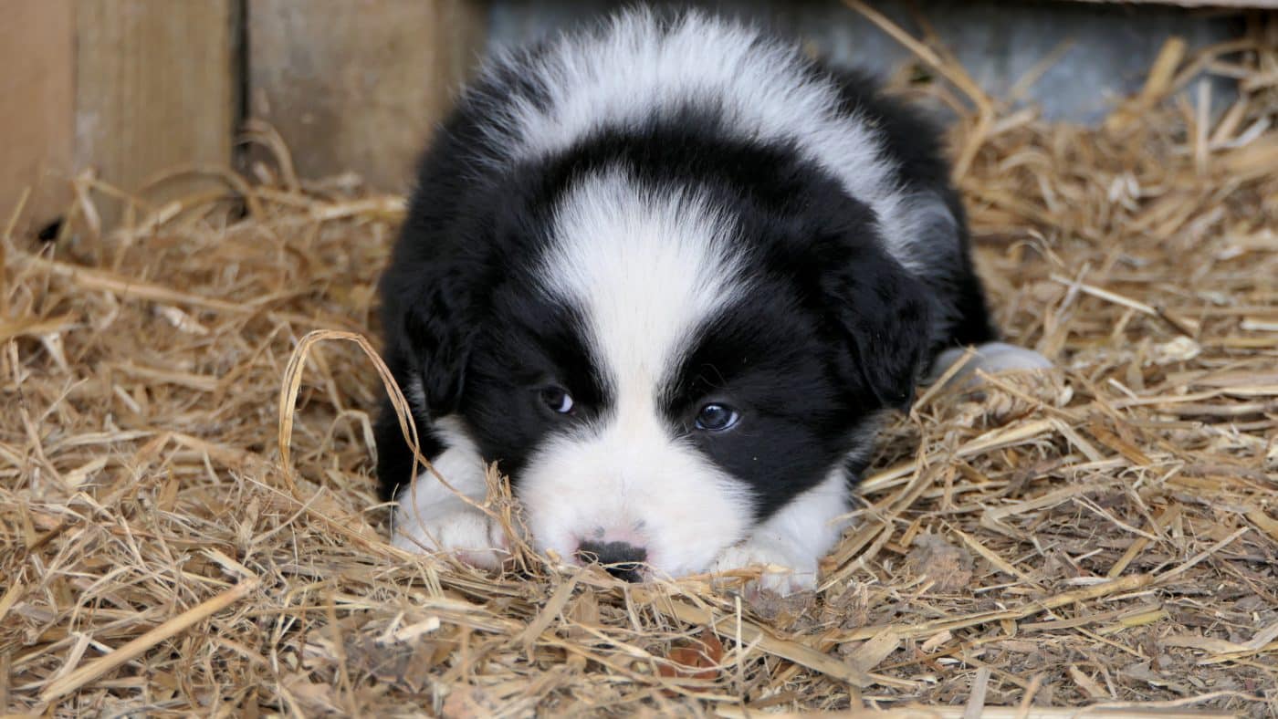 winter dog house for sale in or