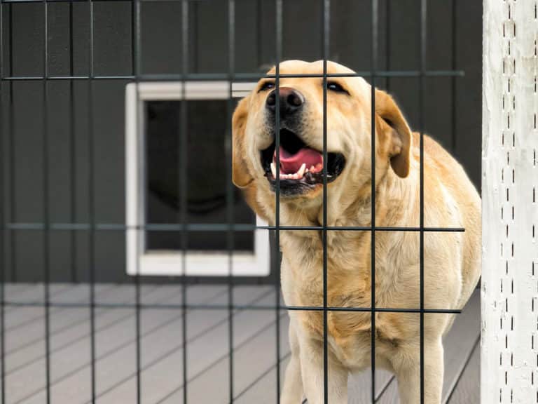 wooden outdoor dog kennel with quality welded cage in oregon copy