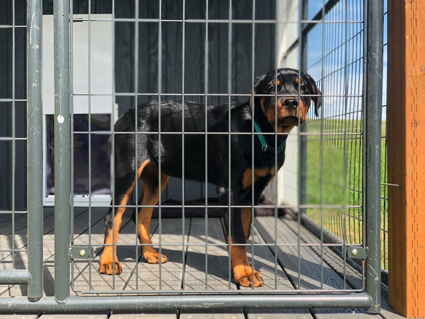 backyard dog kennels in wa
