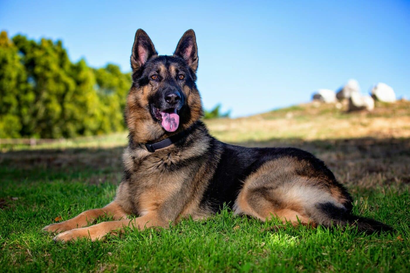 Kennels-by-Dog-Breeds-for-German-Shepherds
