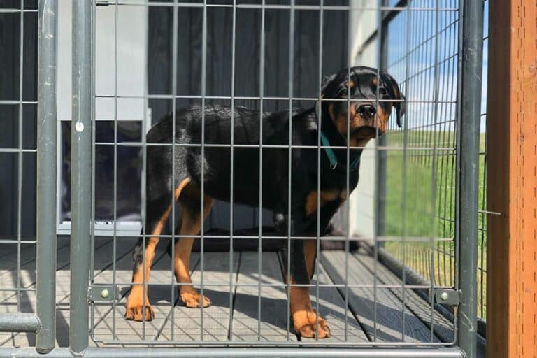can i leave my dog in a kennel containment system