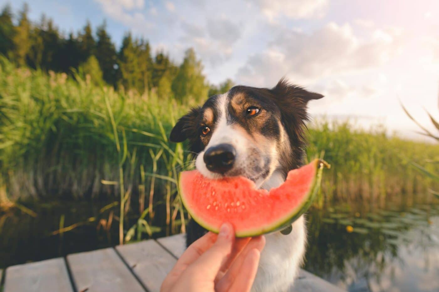 are fruits dog safe foods