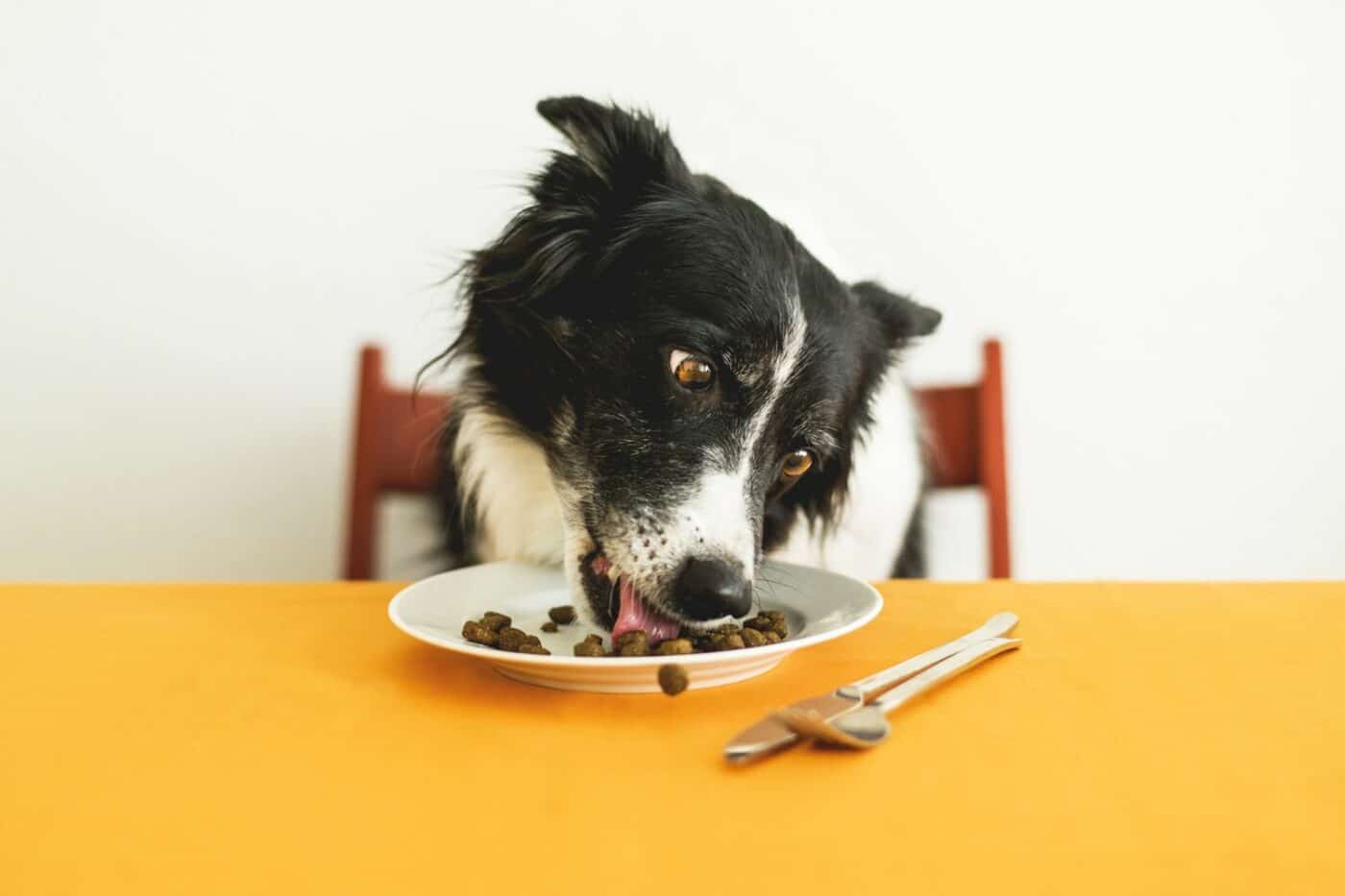 are spices dog safe foods