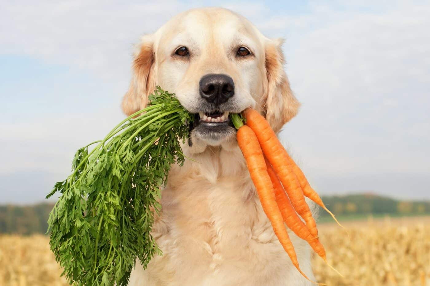are vegetables dog safe foods