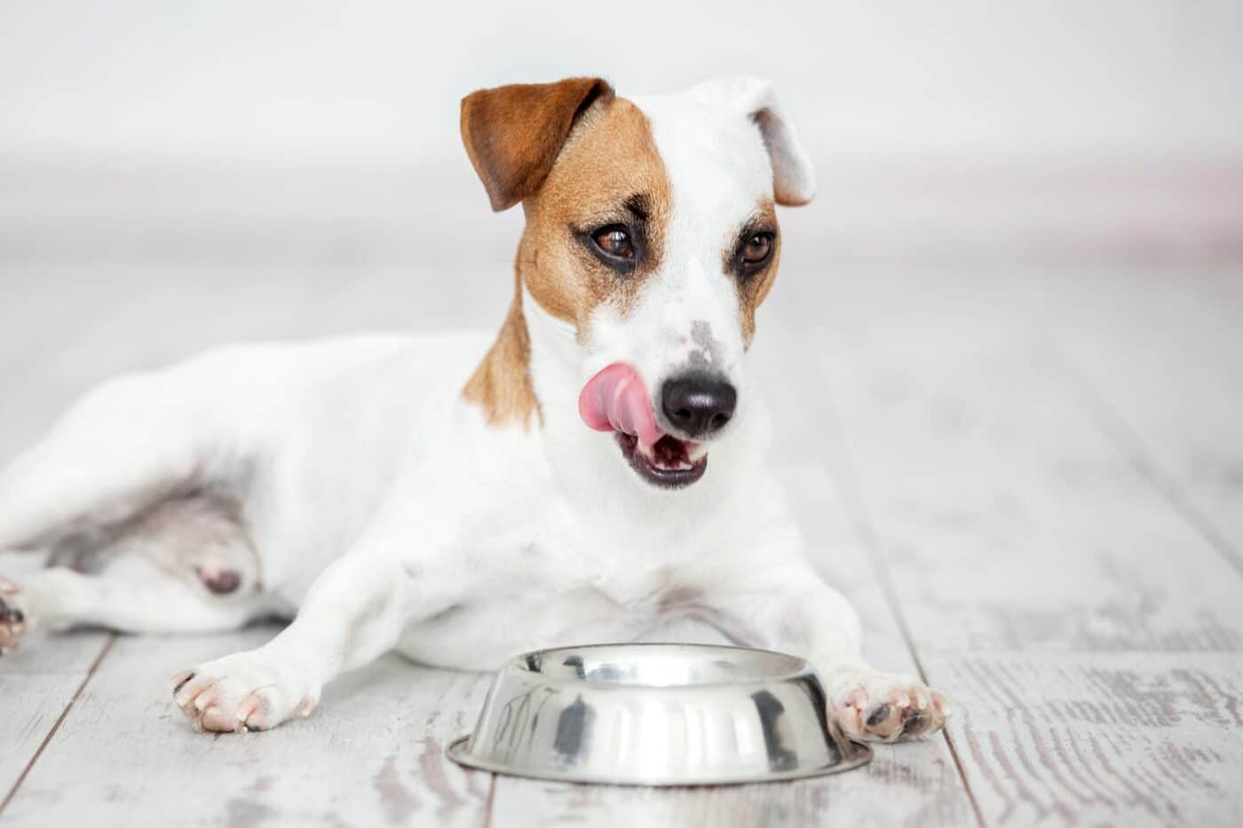 is fish dog safe food