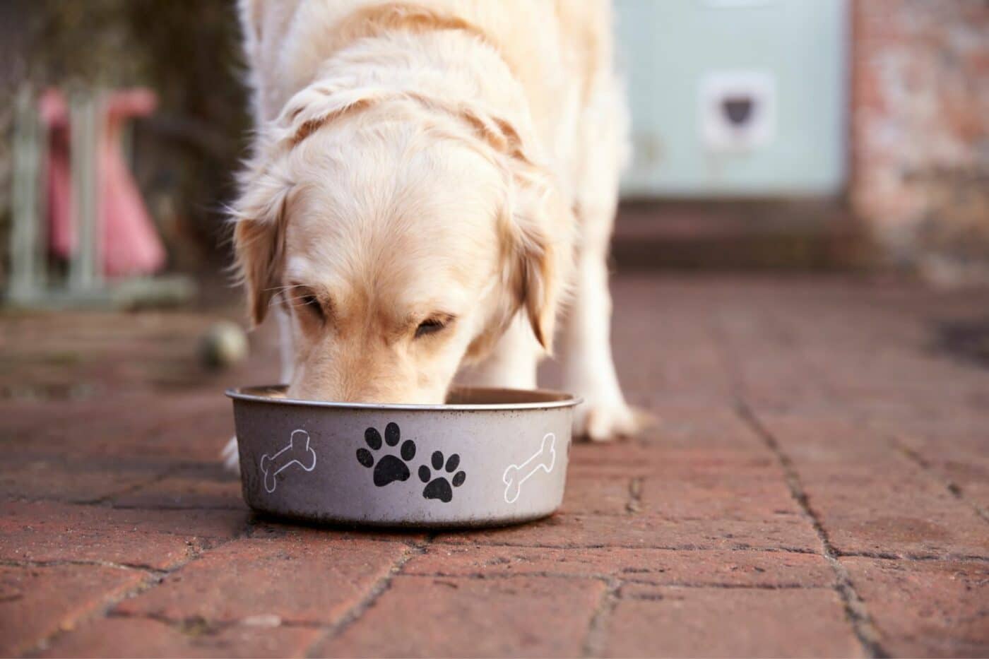 what are dog safe foods
