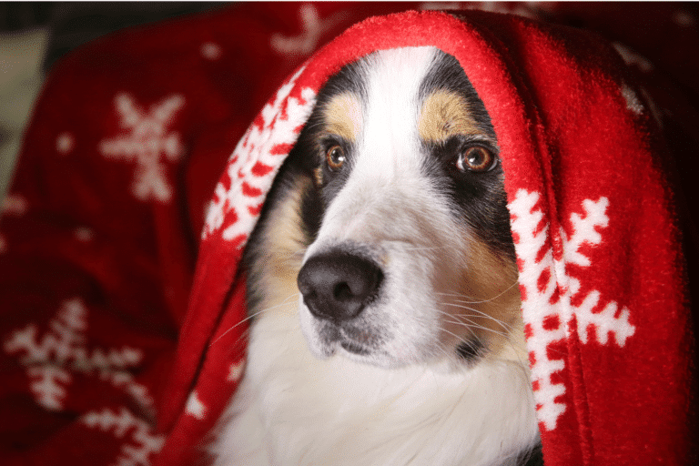 blankets for dog kennel beds in central or