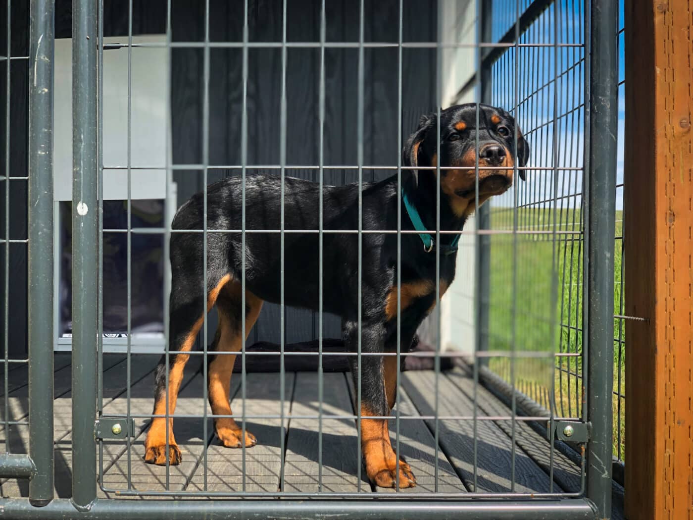 can dogs sleep in dog shed kennels in wa or