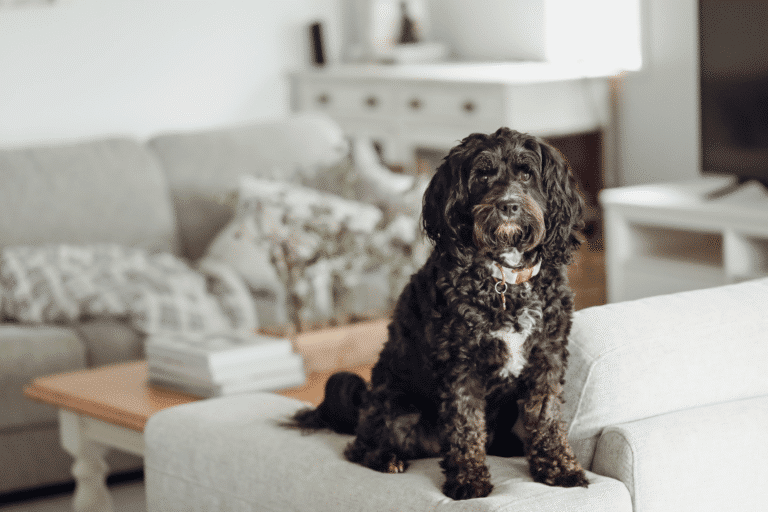 dog shed kennel furniture inor and wa