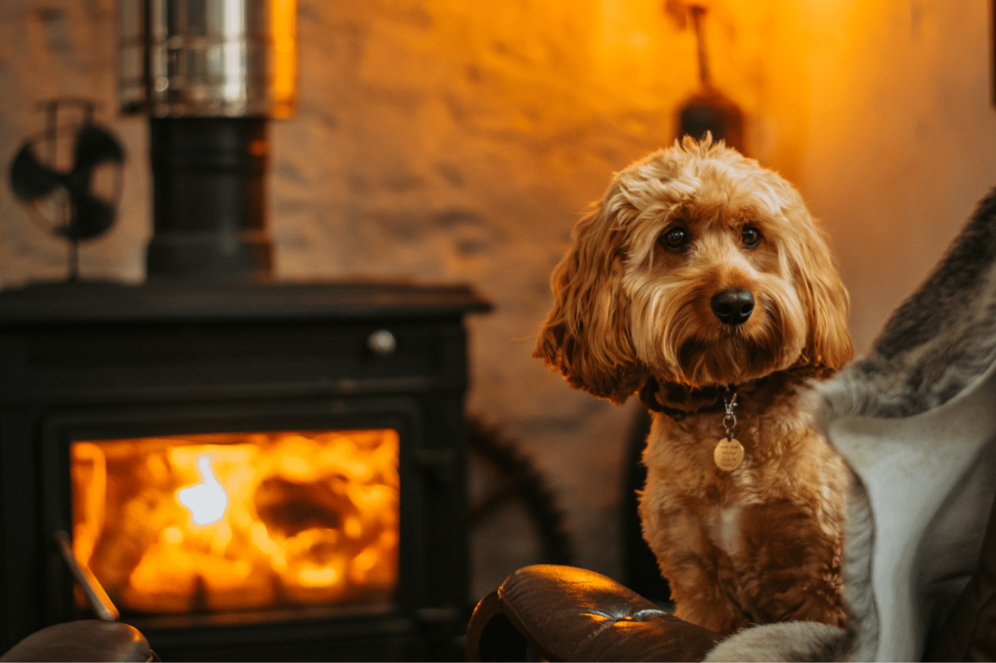 dog shed kennel heating options