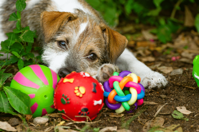 dog shed kennel toys in eugene or