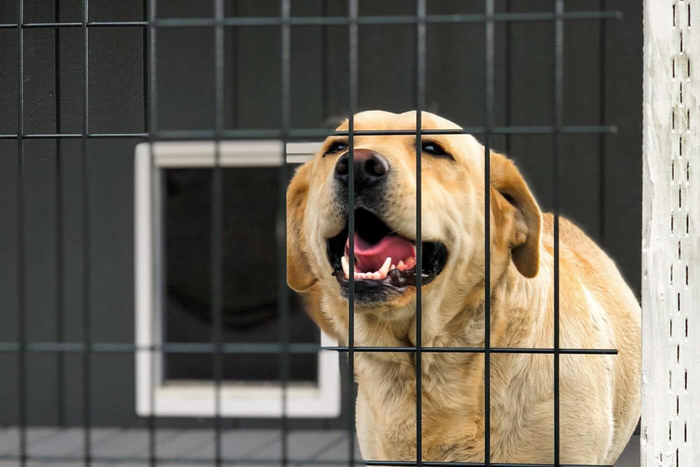 dog shed kennels in salem or