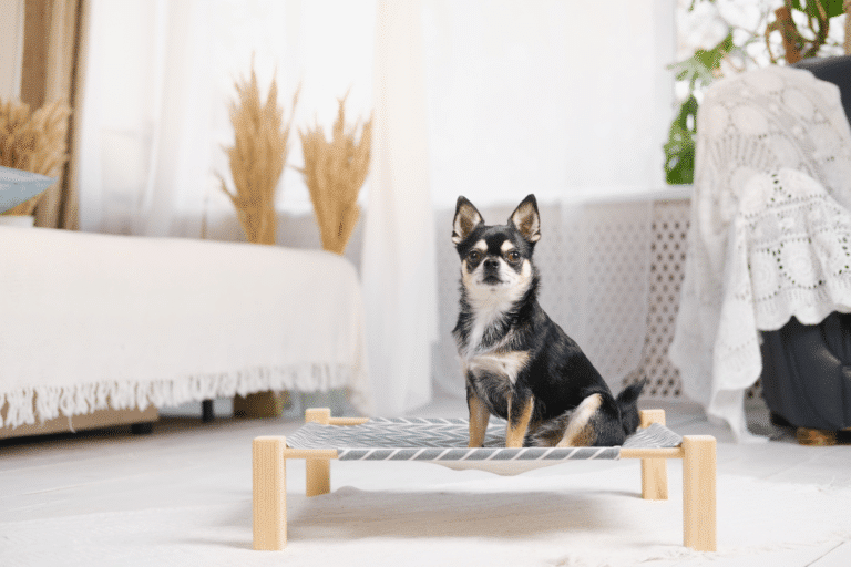 elevated dog beds for at home dog kennels in bend or