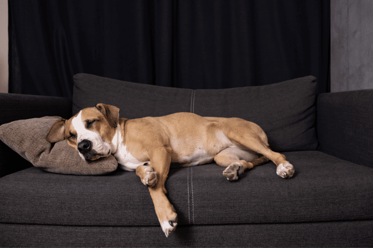 furnitures style dog bed for shed kennels in or