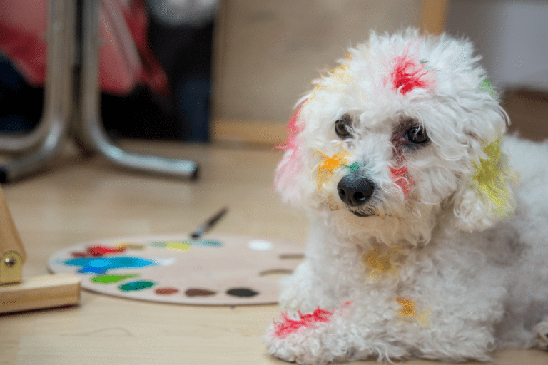 interior paint for dog shed kennels in or and wa