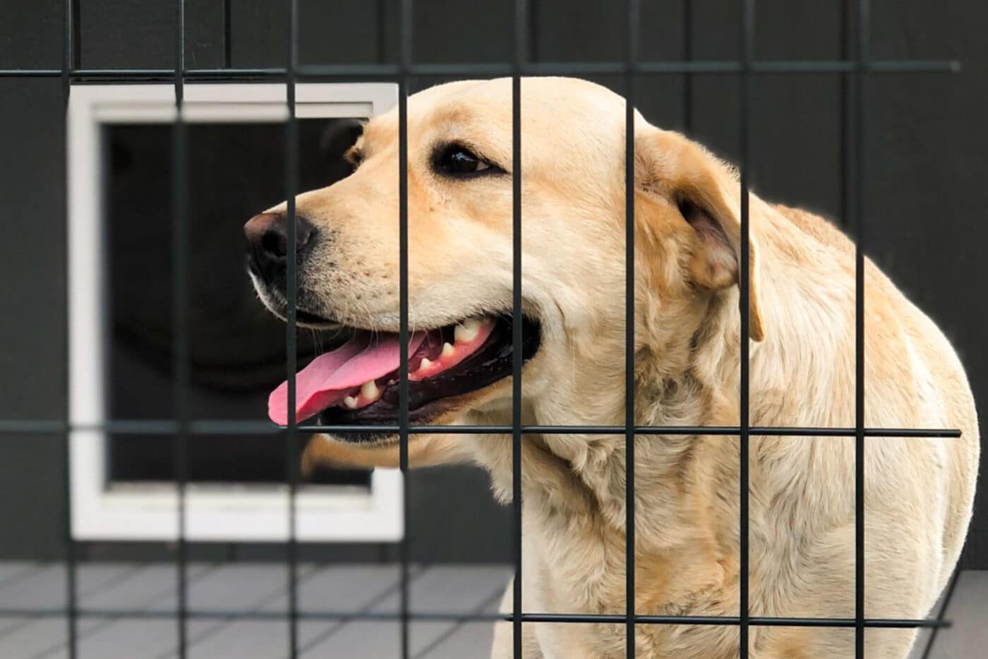 is it cruel to let your dog live in a dog shed kennel in or