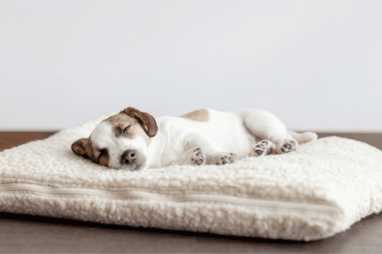 orthapedic dog beds for dog shed kennels in spokane wa