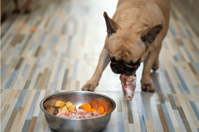 standard dog food bowl for dog shed kennel in redmond or