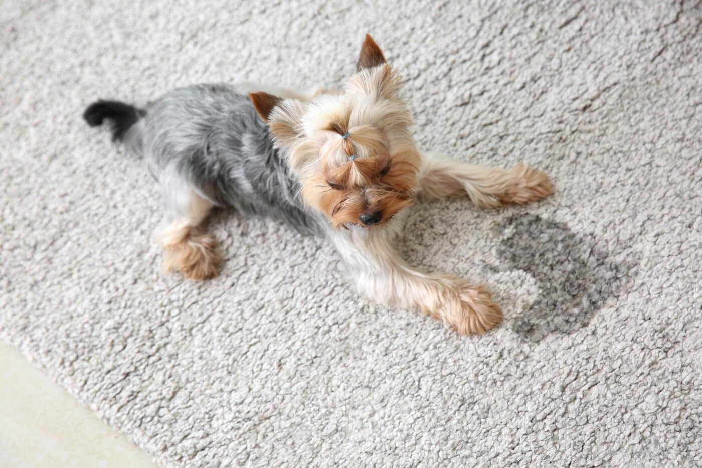 enzyme cleaners to eliminate pet odors