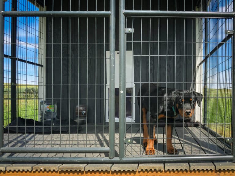 outdoor dog kennel near trisities wa