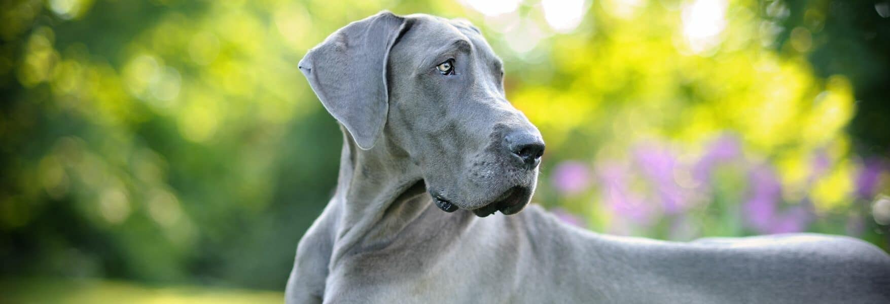 dog kennel for Great Danes