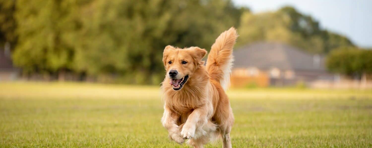 Dog-Kennels-for-Golden-Retriever-Pets