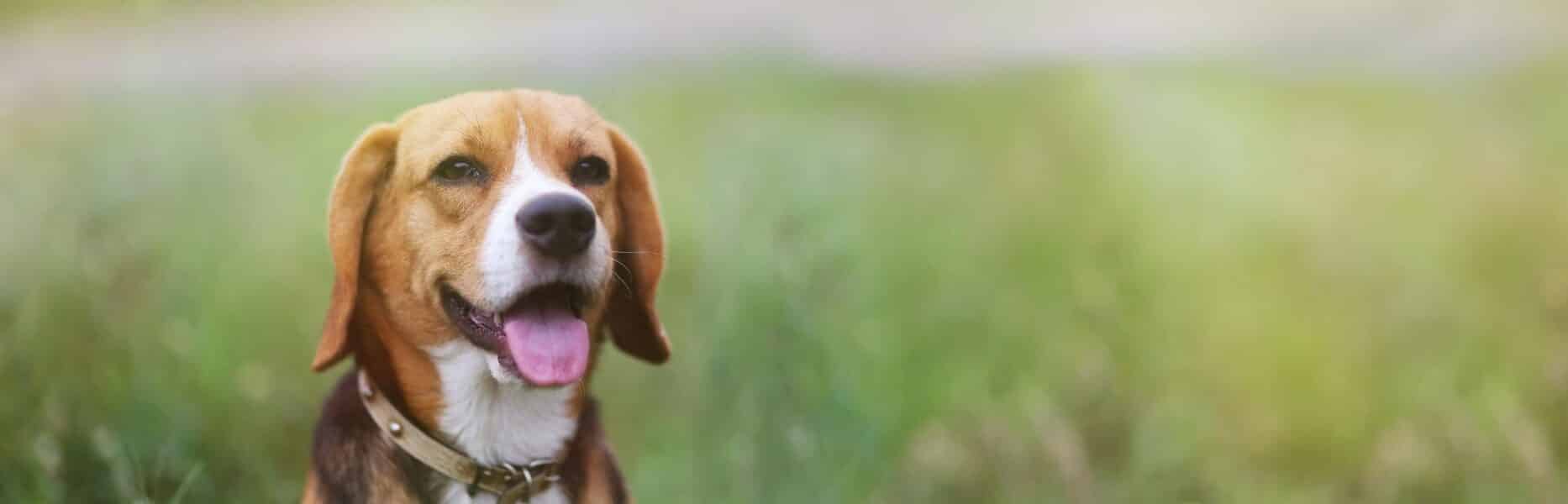 kennel for beagles