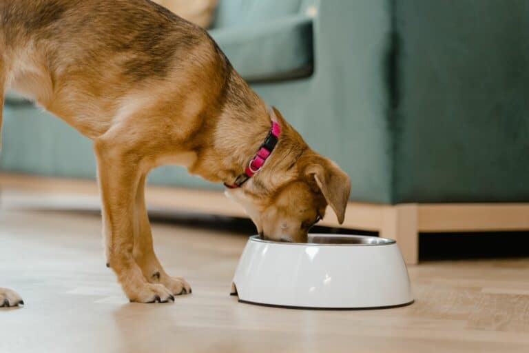 dog safe foods
